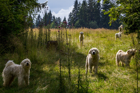 波兰 Tatra 牧羊犬