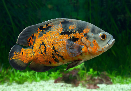 老虎奥斯卡丽鱼科鱼图片