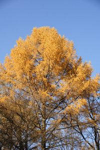 落叶松树在秋天图片