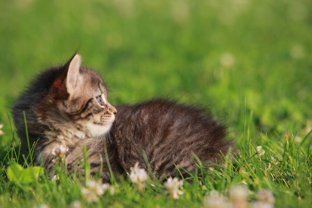 在草丛中的可爱小猫