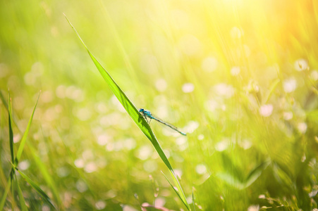 在外地的绿色草地上的小蜻蜓