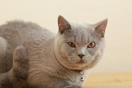 英国繁殖只灰色的猫