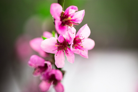 美丽的桃花