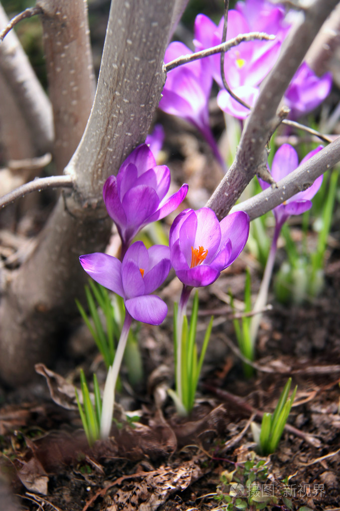 盛开的藏红花突破附近树上的土壤
