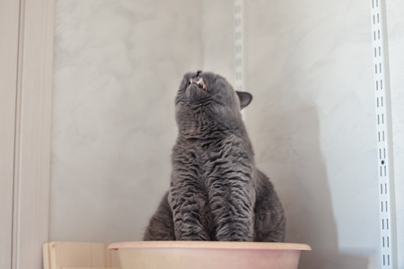 有趣的蓝色英国短猫坐在洗脸盆