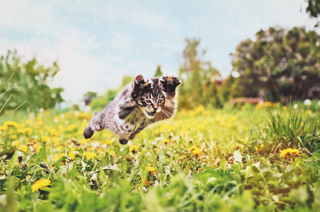 小猫在绿色的草地上跳动