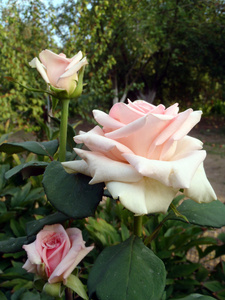 在花园中的粉红色玫瑰, 宏