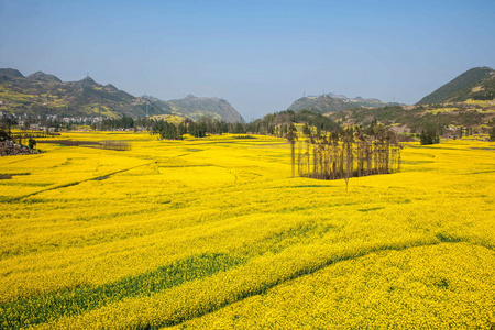 在牛街乡坝子罗平油菜花图片