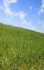 领域的绿草地上蓝蓝的天空背景