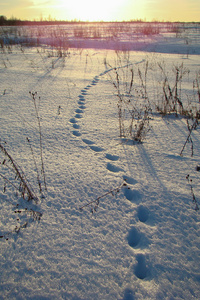 新鲜雪中的动物脚印