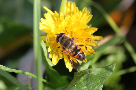 一只蜜蜂的宏照片