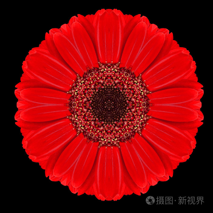 孤立在黑色的红色花曼陀罗万花筒