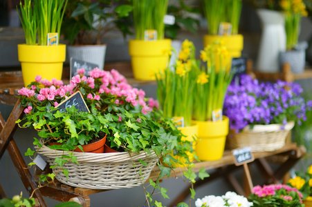 五颜六色的鲜花店