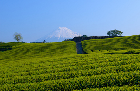 富士山和茶种植园