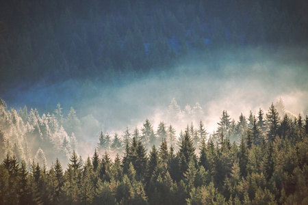 云雾山中秋季的视图