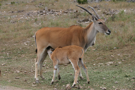 捻角羚婴儿妈妈的护理
