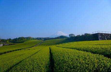 富士山和茶种植园