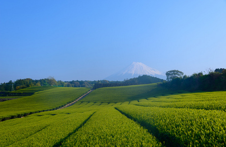 富士山和茶种植园