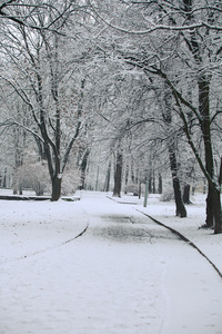 森林树木自然雪木背景