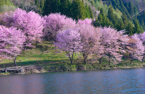 樱花在日本长野县大町