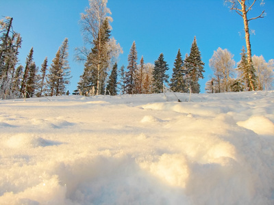 白雪皑皑的冬季森林