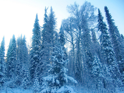 白雪皑皑的冬季森林图片