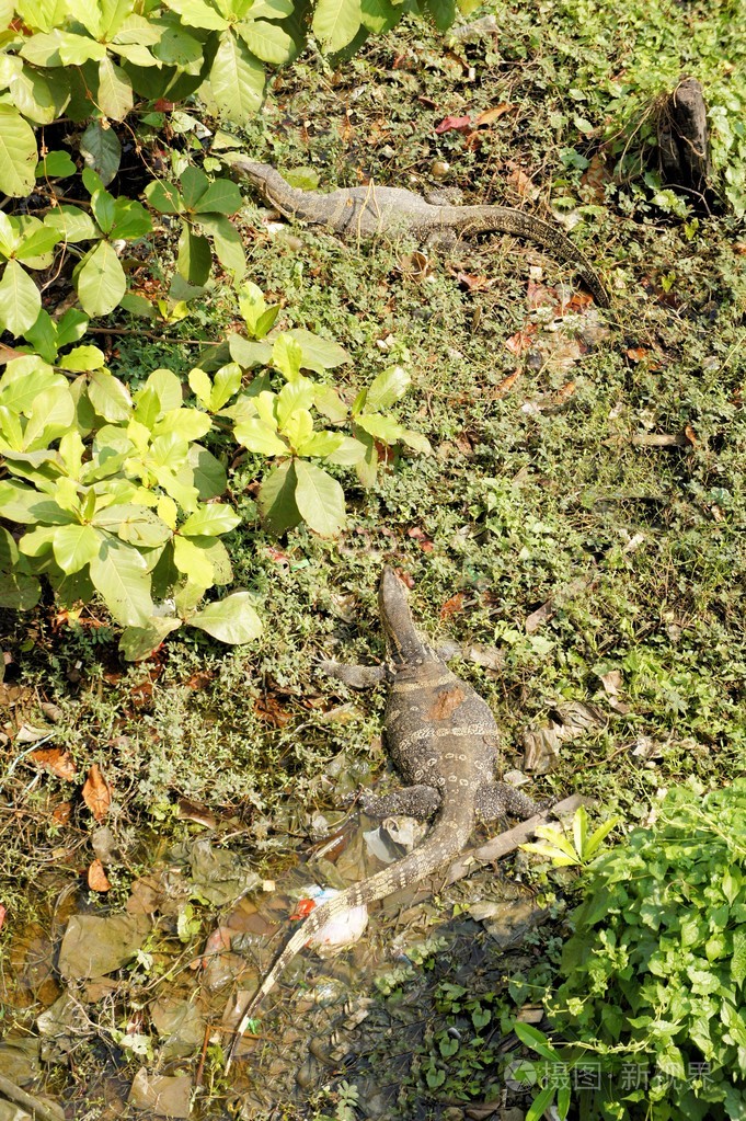 水巨蜥常见的景象在曼谷的运河