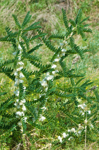 sthorn. vinelike. astragalus sieversianus. Kazakhstan. Tien Sh