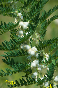 sthorn. vinelike. astragalus sieversianus. Kazakhstan. Tien Sh