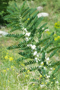 sthorn. vinelike. astragalus sieversianus. Kazakhstan. Tien Sh