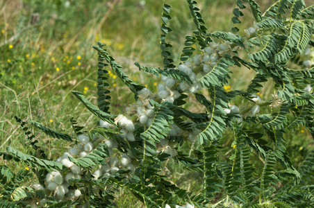 sthorn. vinelike. astragalus sieversianus. Kazakhstan. Tien Sh