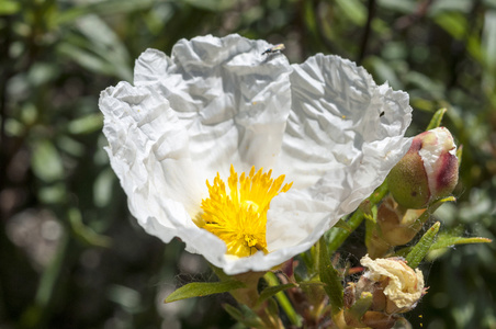 梦乡 ladanifer 胶 rockrose