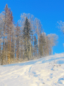 白雪皑皑的冬季森林