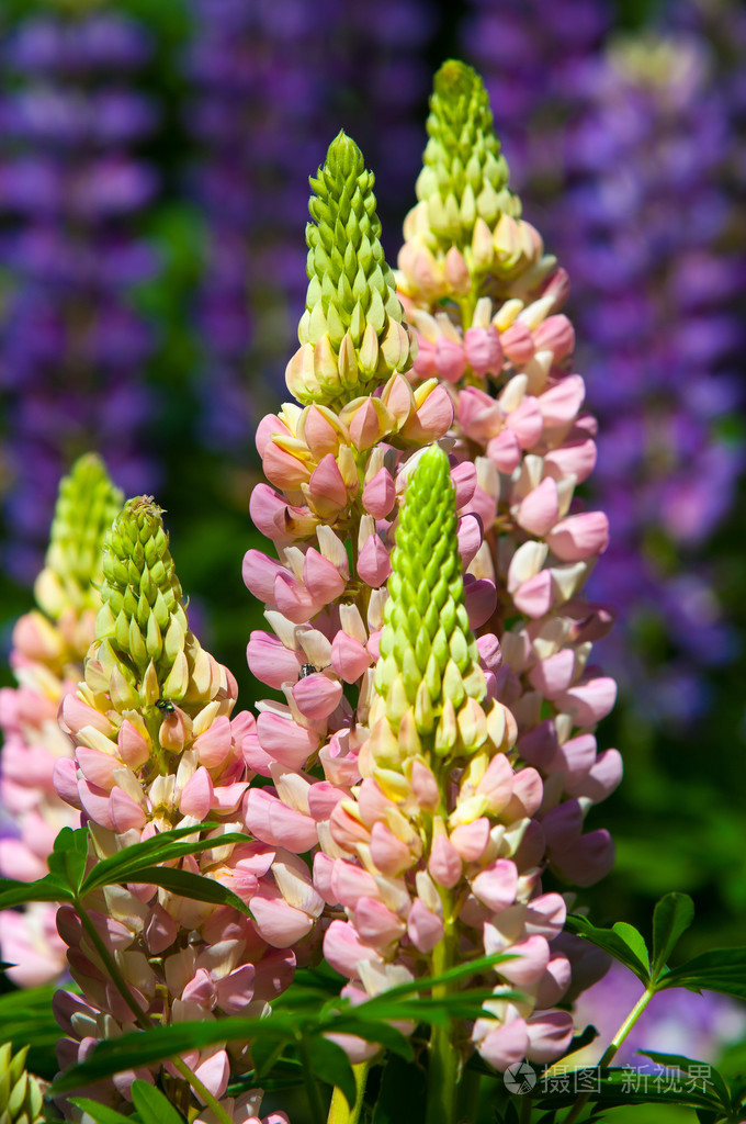 豌豆科的一种植物,有深裂的叶子和高大的,五颜六色的,逐渐变细的花穗.
