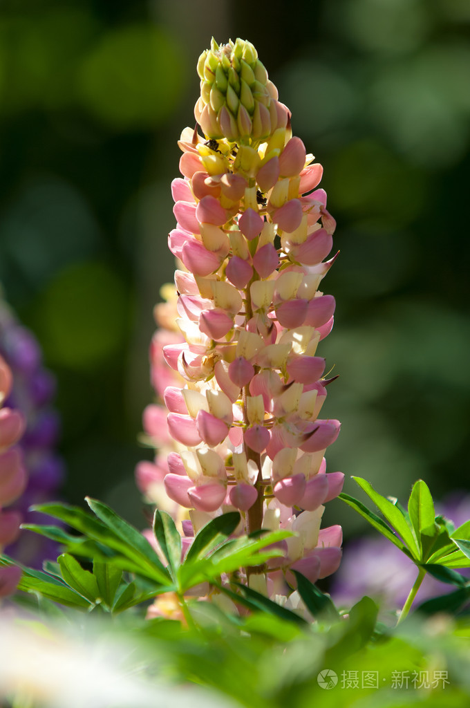 豌豆科的一种植物,有深裂的叶子和高大的,五颜六色的,逐渐变细的花穗.