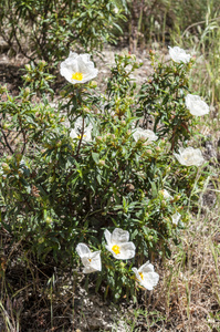 梦乡 ladanifer 胶 rockrose