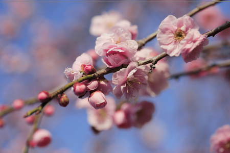 美丽的梅花