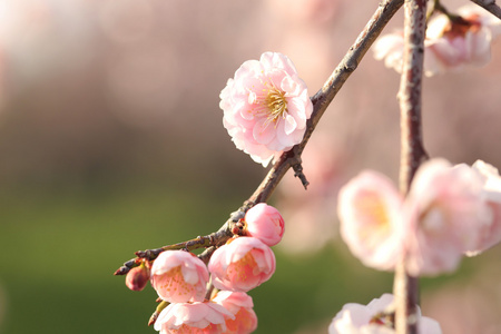 美丽的梅花