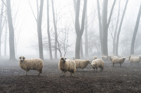 在雾中羊