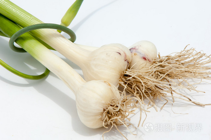 大蒜大蒜在叶的茎上没有成熟一种气味强烈的辛辣的灯泡用作烹饪和草药