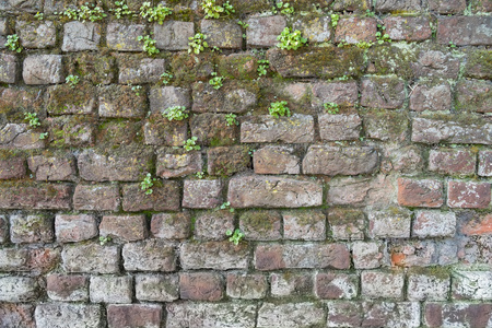 一堵砖墙与苔藓和杂草的背景