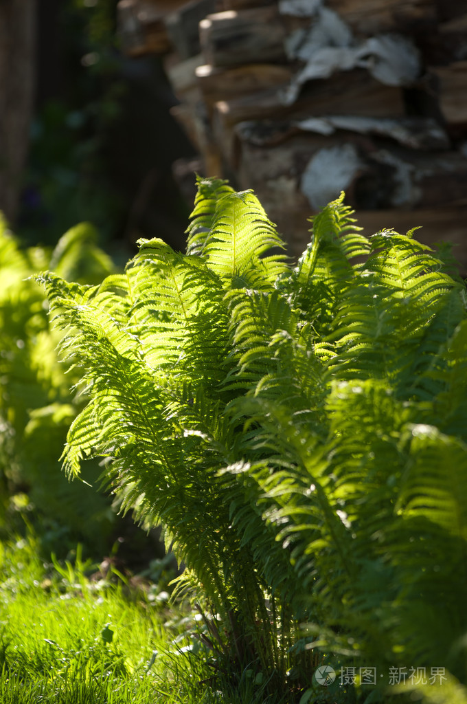 弗恩刹车一种无花植物有羽毛或多叶的叶子由从叶子的底部释放的孢子