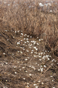 雪花。一种广泛栽培的球茎欧洲植物，在冬季晚期开花。
