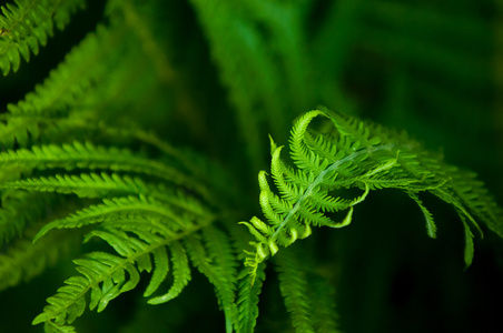 一种无花植物,有羽毛或多叶的叶子,由从叶子的底部释放的孢子繁殖.