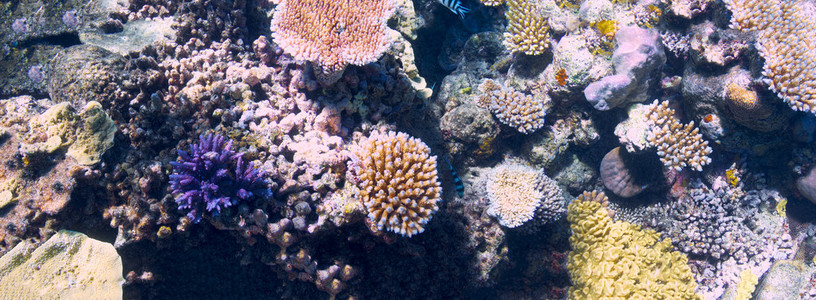 在澳大利亚的大堡礁的珊瑚