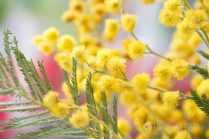 含羞草花