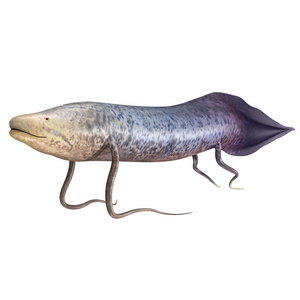 Protopterus 非洲肺鱼