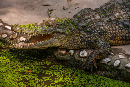 重庆鳄鱼鳄鱼池中心照片