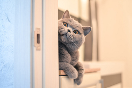 蓝色英国短裤猫躲在墙后面照片