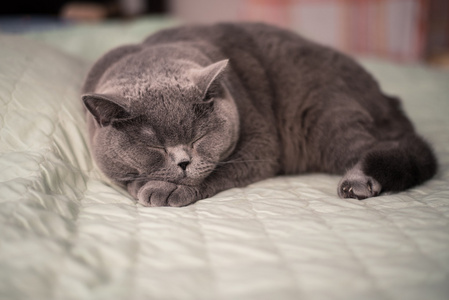 品种的猫毛可爱的猫在床上睡觉(蓝色的英国短毛品种)照片